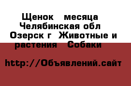 Щенок 3 месяца - Челябинская обл., Озерск г. Животные и растения » Собаки   